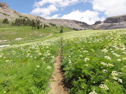 Single track cutting through the flowers.